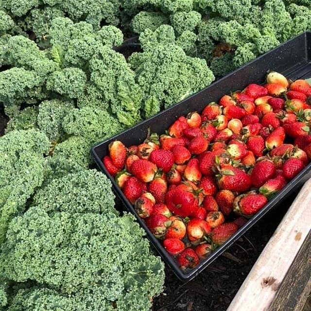 Meanwhile at 4C Garden. Fresh from the Garden. Healthy Living, Healthy Communities. #GroupUp #STEM #STEAM #youthgrowfood