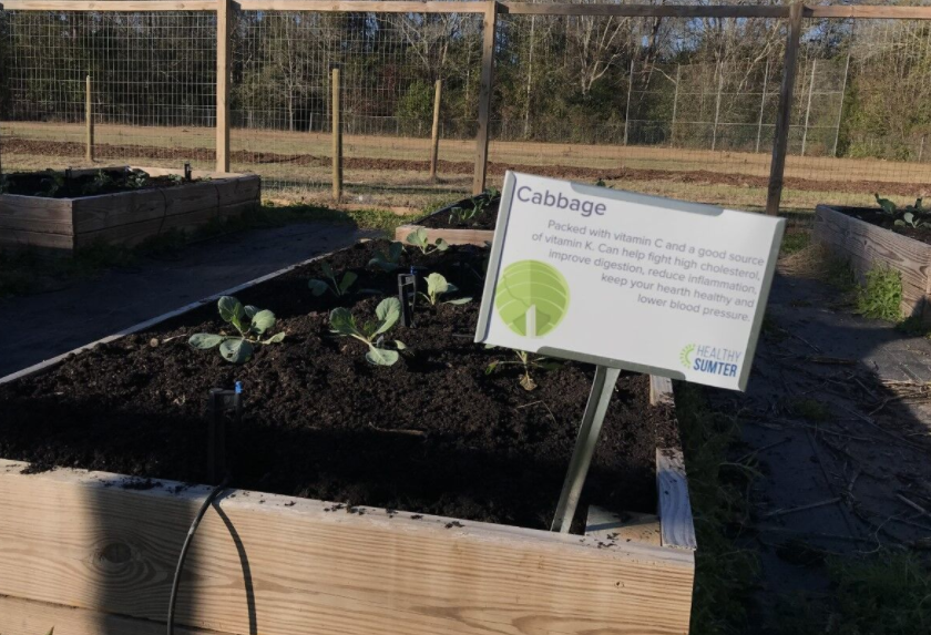 Community Garden Brings Fresh Produce to Sumter (wfxl.com)