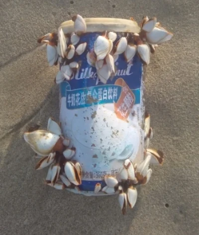 The shellfish were all writhing, looking like something from a zombie film.