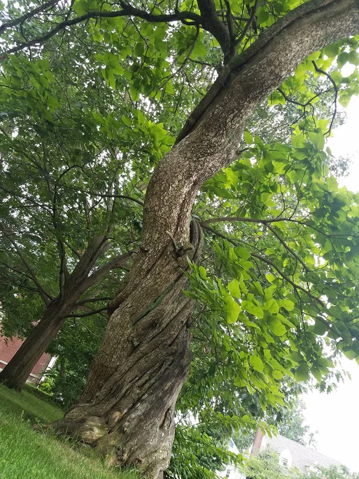 The Twisted Trunk.jpg