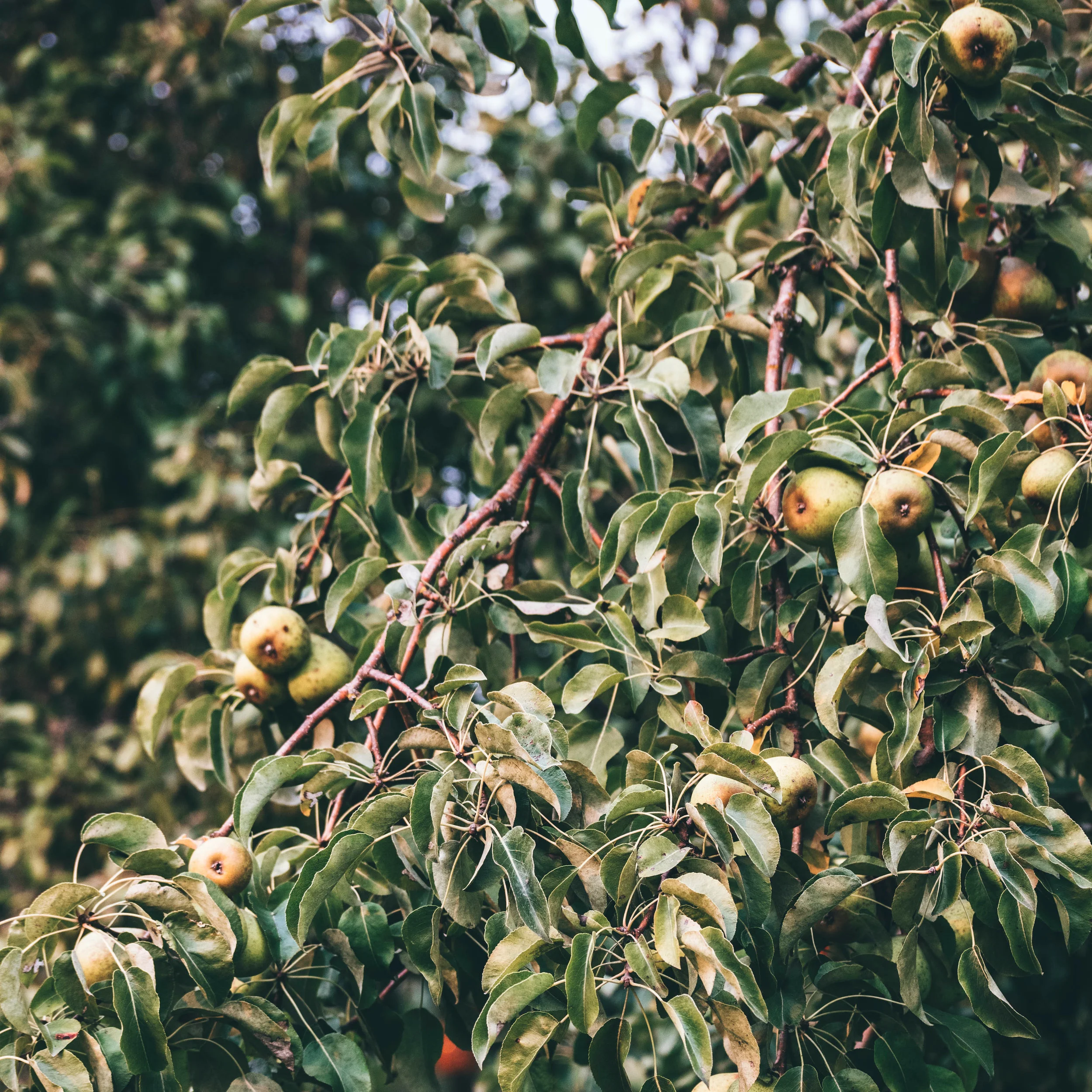 FROM EMPTINESS TO FRUITFULNESS (1)