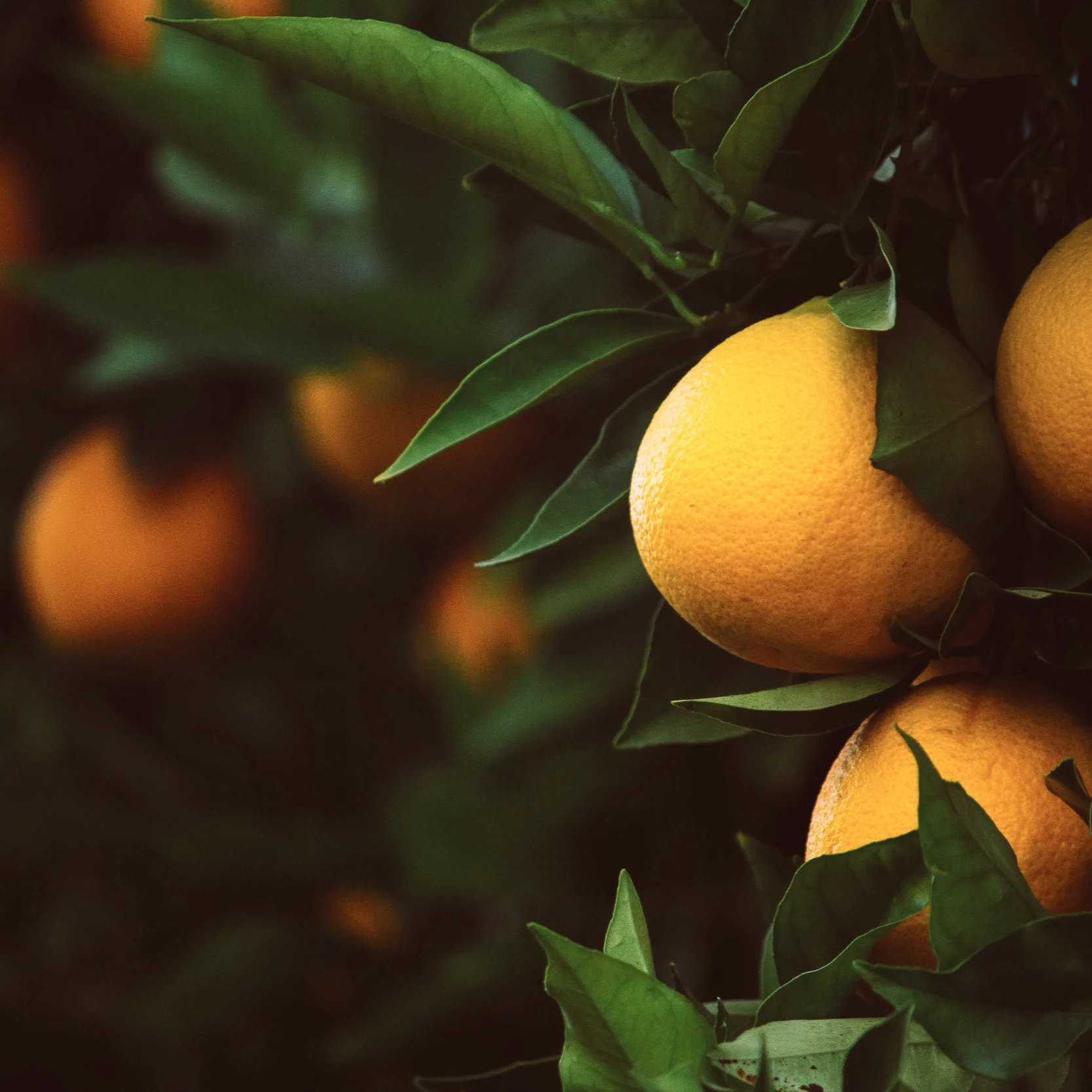 FROM EMPTINESS TO FRUITFULNESS (2)