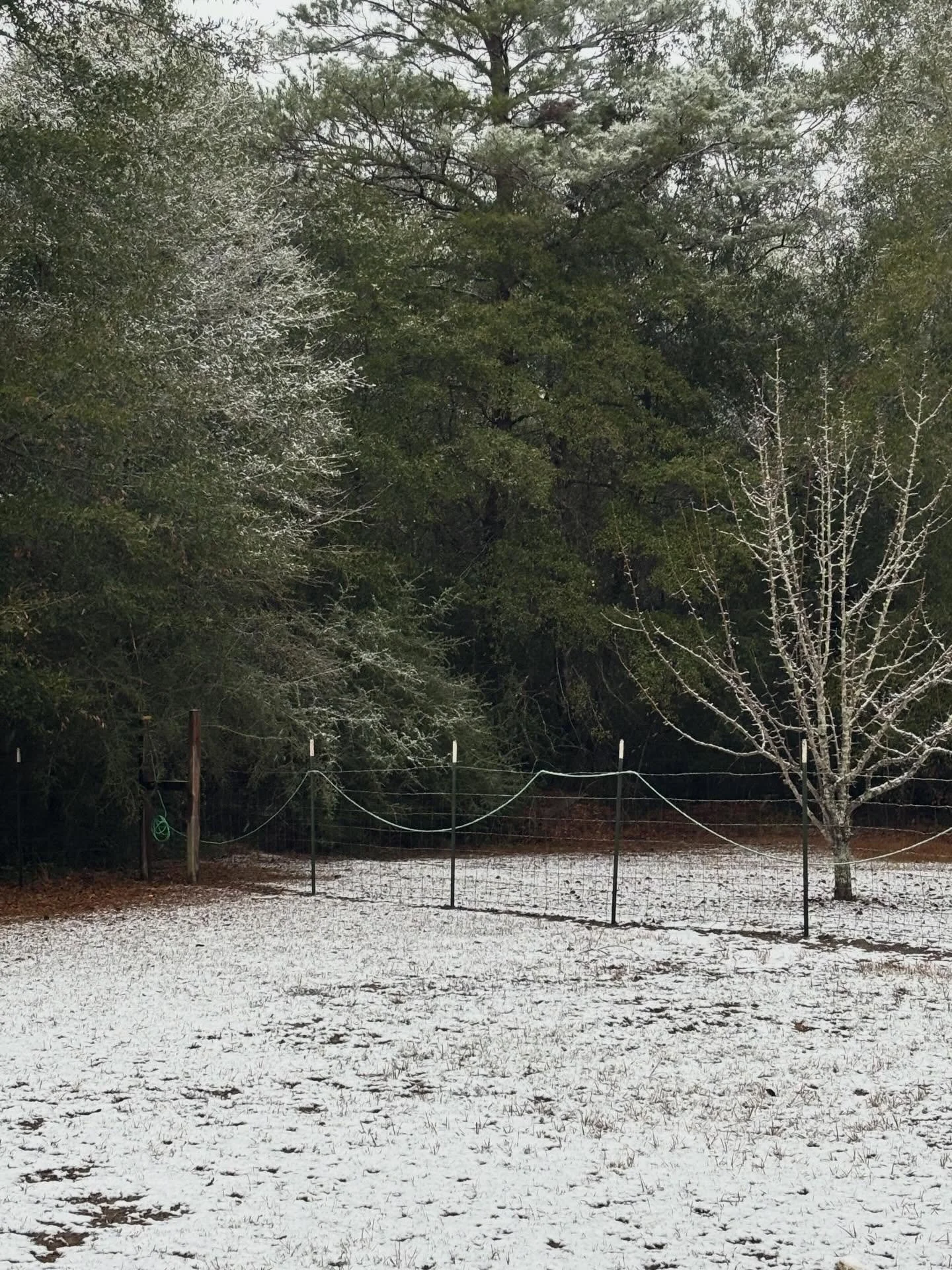 Guess what? For the second year in a row, camp got snow! Sunday we woke up to a Florida winter wonderland!!
From the parsonage, the backyard put on a prettier show than the front. 

We couldn&rsquo;t resist a little snowy fun before dashing off to ch