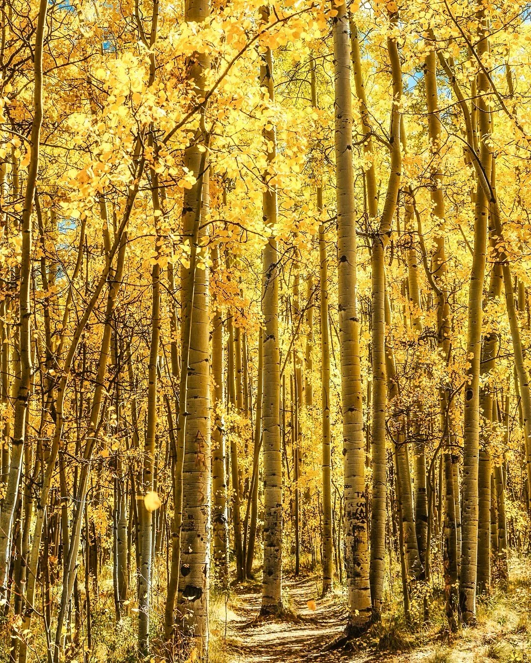 ~ F A L L V I B E S ~ 
.
Some more Aspen goodness!! 😍
.
🎯 Photographers: I do 1:1 editing, creative direction, and mentoring. Let’s build.🦾 
.
🖼️ Prints + services: neos-photography.com
.
📍Denver, CO
.
📸: @nikonusa D750
🔎: @tamronamerica