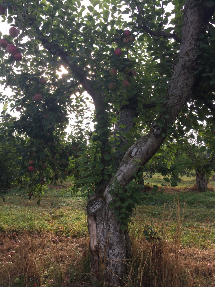 Masker's Orchard_Apple Picking_ Warwick NY_K.Martinelli Blog_Kristen Martinelli (2).png