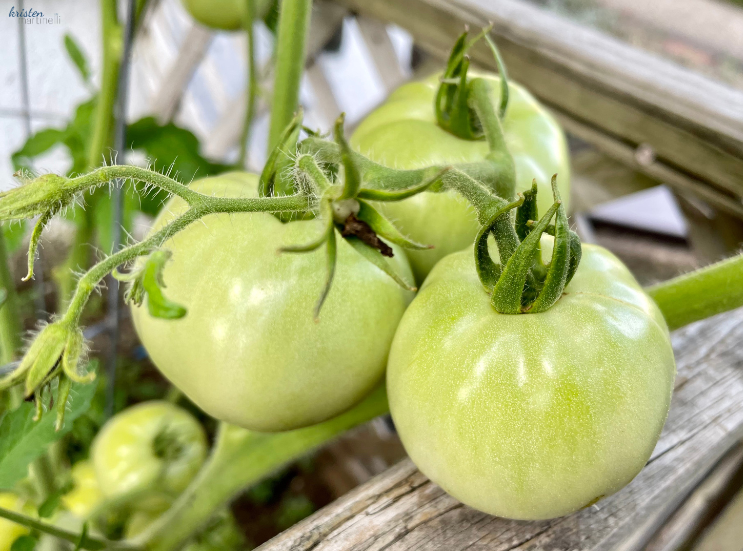 My 2023 Garden_Tomatoes_K. Martinelli Blog _ Kristen Martinelli .png
