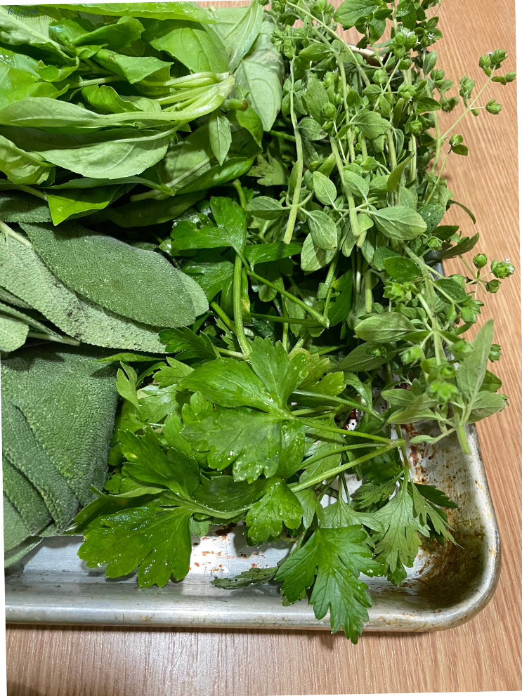 My 2023 Garden_Harvesting Herbs_K. Martinelli Blog _ Kristen Martinelli .png