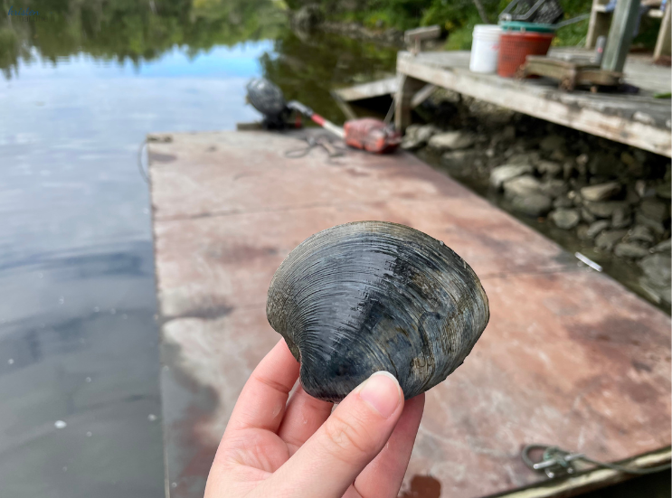 North Haven Oyster Co. Farm Tour (Clams)_North Haven Island_Maine_ K. Martinelli Blog _ Kristen Martinelli .png