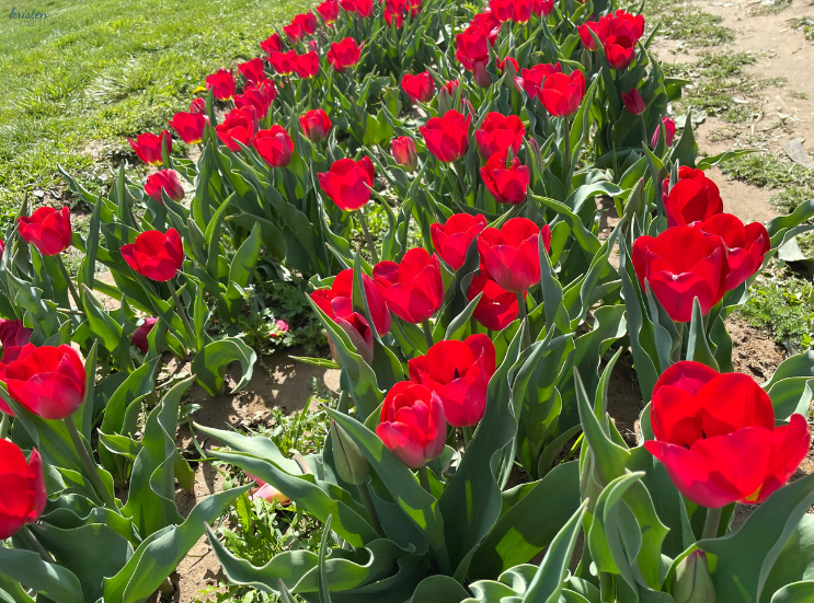 April Recap_Red Tulips _K. Martinelli Blog .png