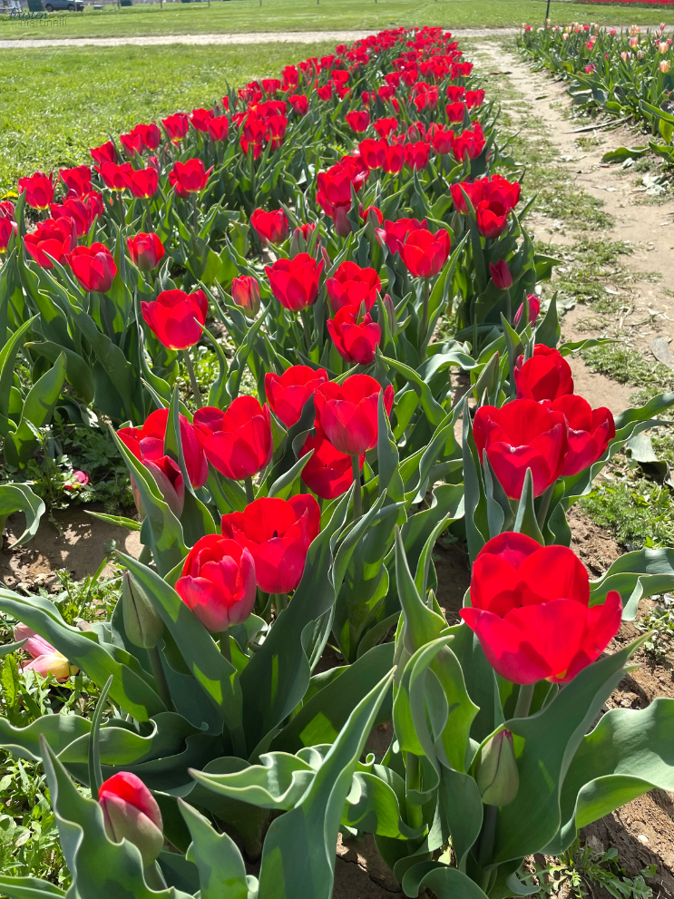 April Recap_Red Tulip Fields_ K. Martinelli Blog  (1).png