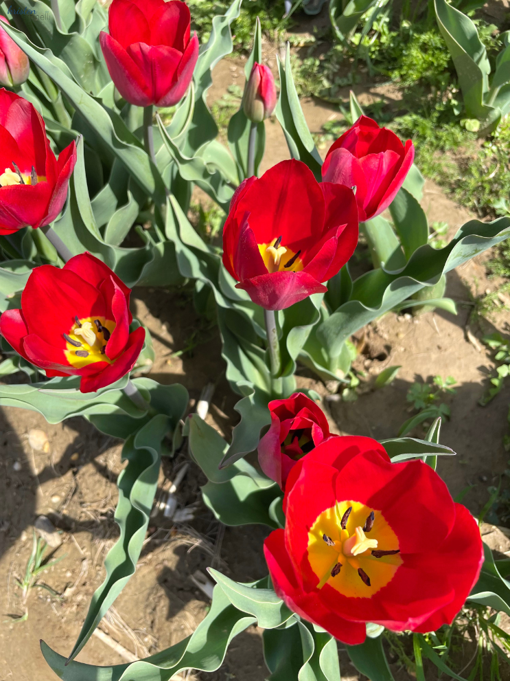 April Recap_Red Tulip Fields_ K. Martinelli Blog .png