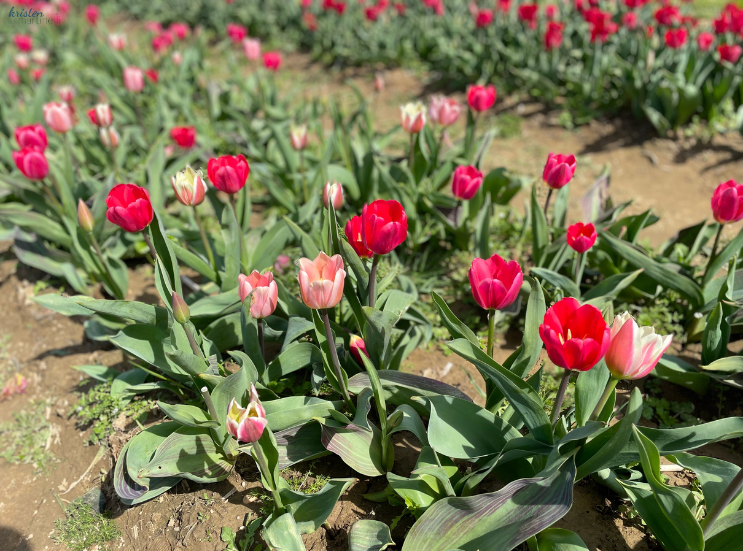 April Recap_Pink Tulips _K. Martinelli Blog .png
