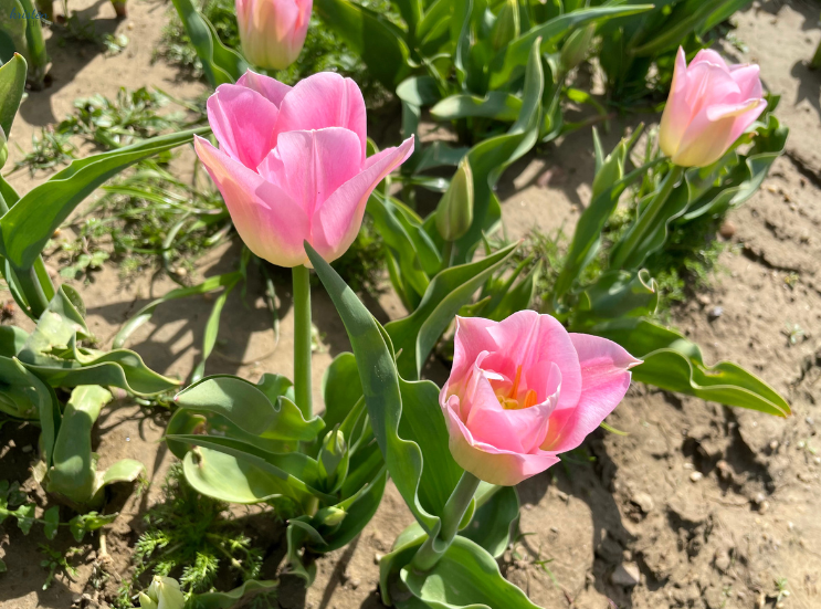 April Recap_Pink Tulips _K. Martinelli Blog  (1).png