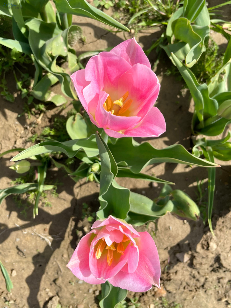 April Recap_Pink Tulip Fields_ K. Martinelli Blog  (2).png