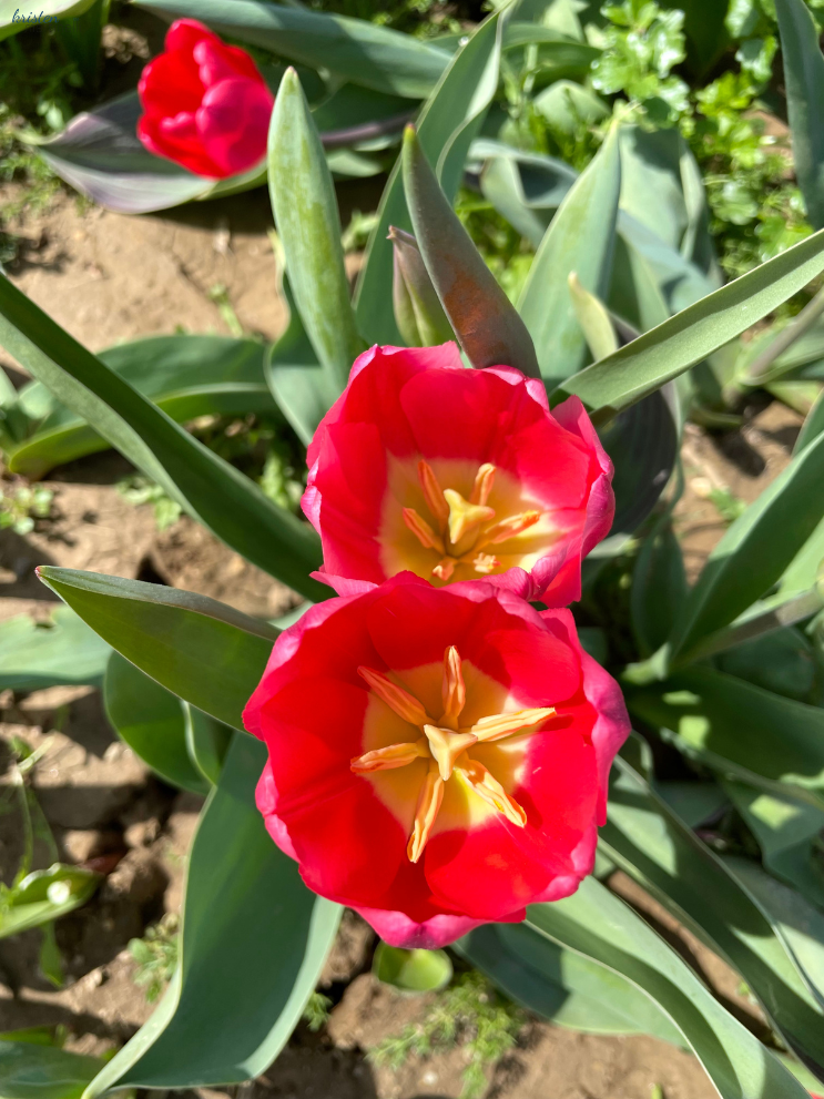 April Recap_Pink Tulip Fields_ K. Martinelli Blog  (1).png