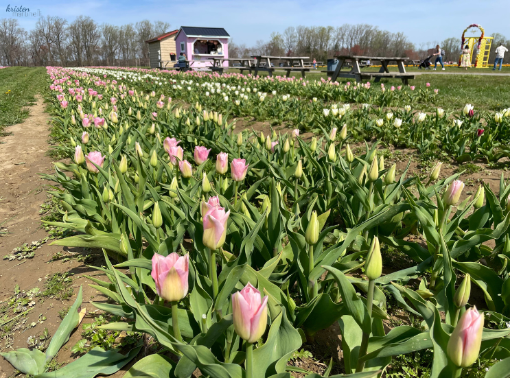 April Recap_Pink Tulips _K. Martinelli Blog  (2).png