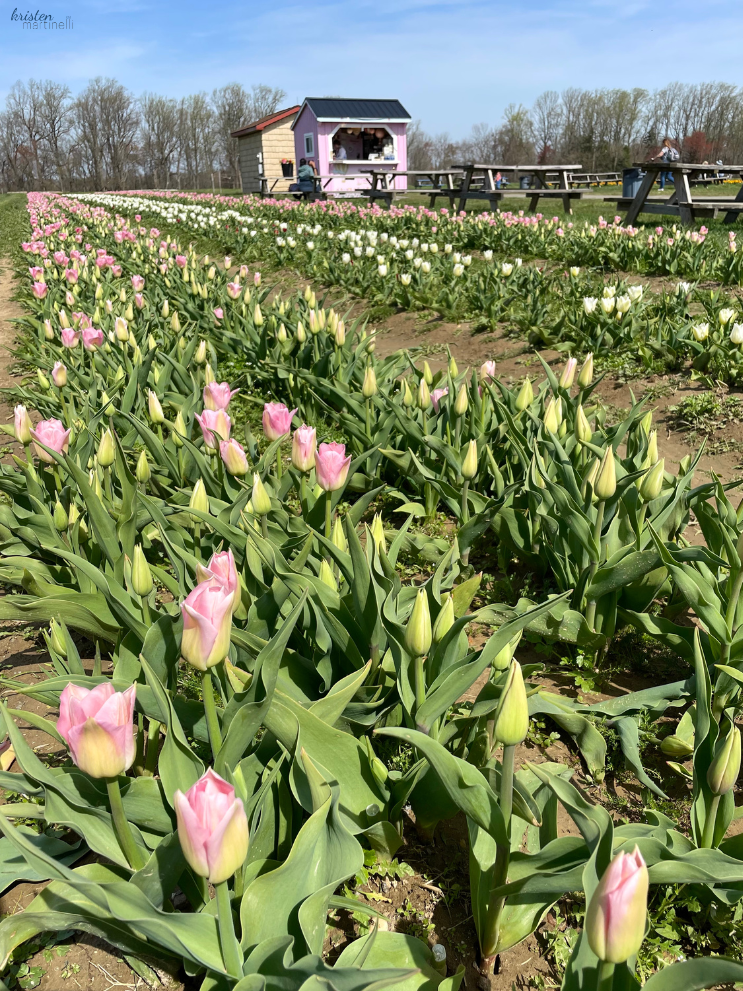 April Recap_Pink Tulip Fields_ K. Martinelli Blog .png