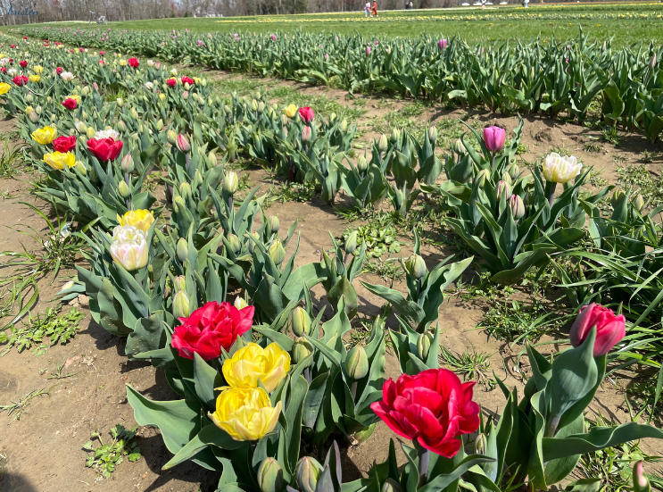 April Recap_Foxtrot Tulips _K. Martinelli Blog  (1).png