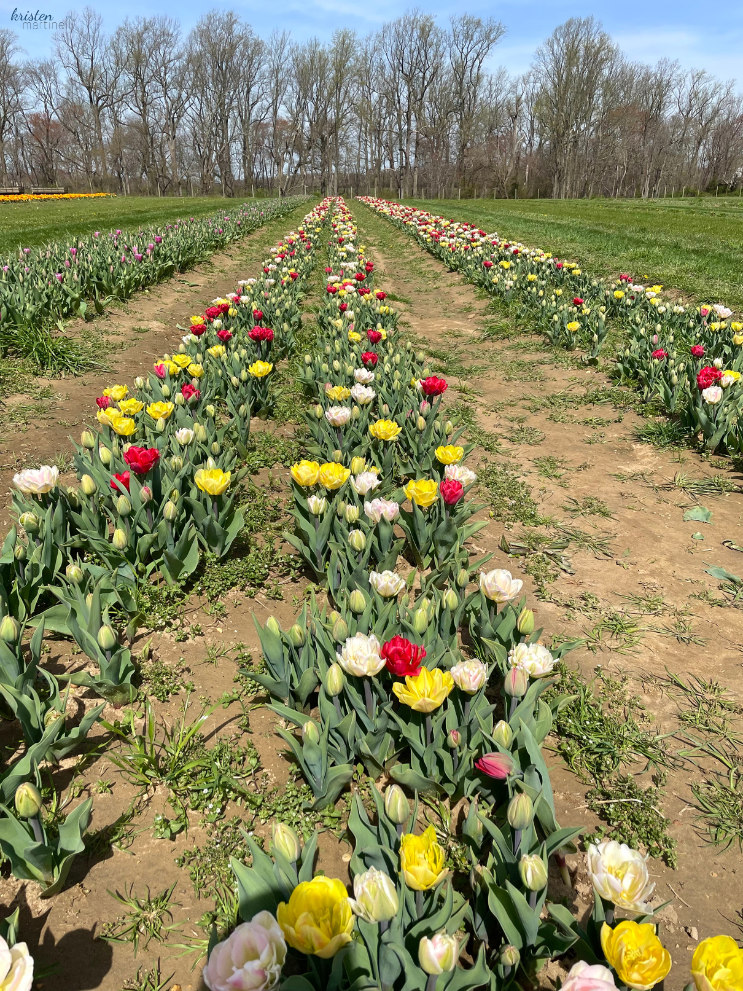 April Recap_Foxtrot Tulips_ K. Martinelli Blog .png