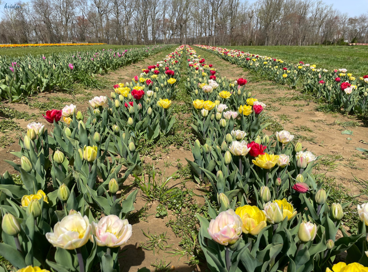 April Recap_Foxtrot Tulips _K. Martinelli Blog  (4).png