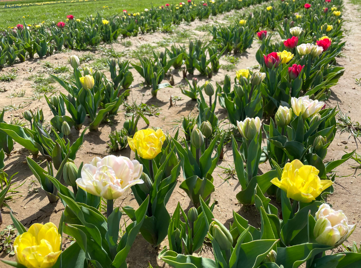April Recap_Foxtrot Tulips _K. Martinelli Blog  (3).png