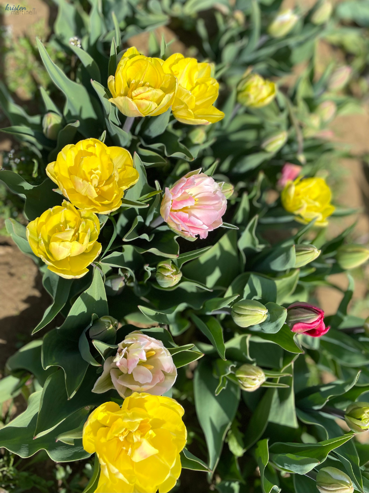 April Recap_Foxtrot Tulips_ K. Martinelli Blog  (1).png