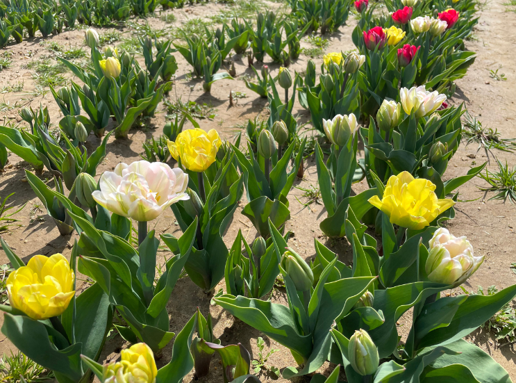 April Recap_Foxtrot Tulips _K. Martinelli Blog  (2).png