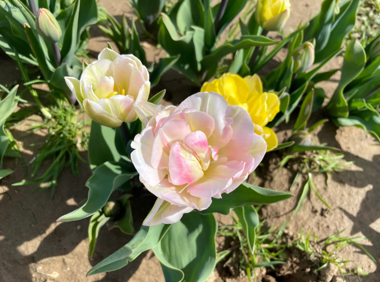 April Recap_Foxtrot Tulips _K. Martinelli Blog .png