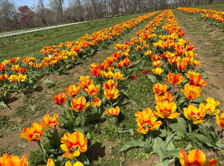 April Recap_Yellow Striped Tulips _K. Martinelli Blog  (2).png
