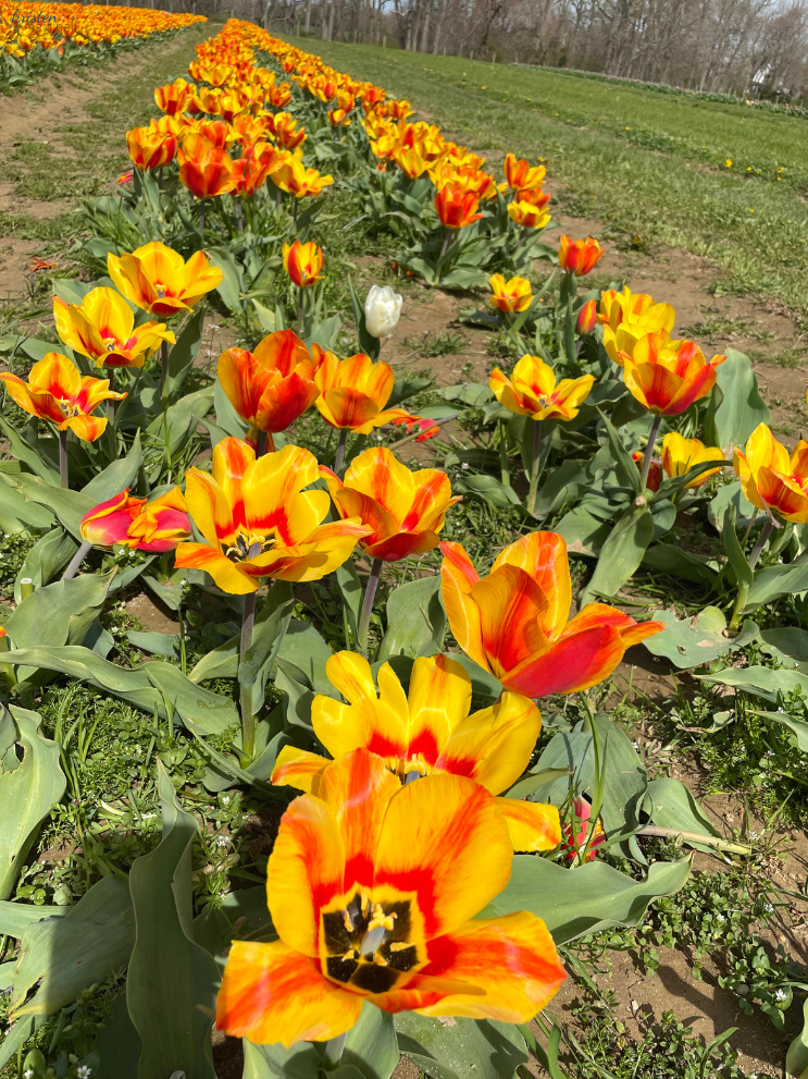 April Recap_Yellow Striped Tulips_ K. Martinelli Blog  (1).png