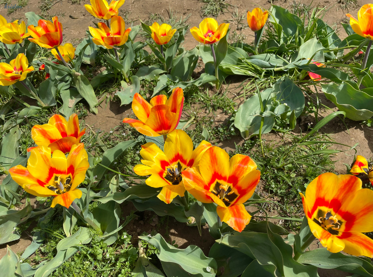 April Recap_Yellow Striped Tulips _K. Martinelli Blog .png