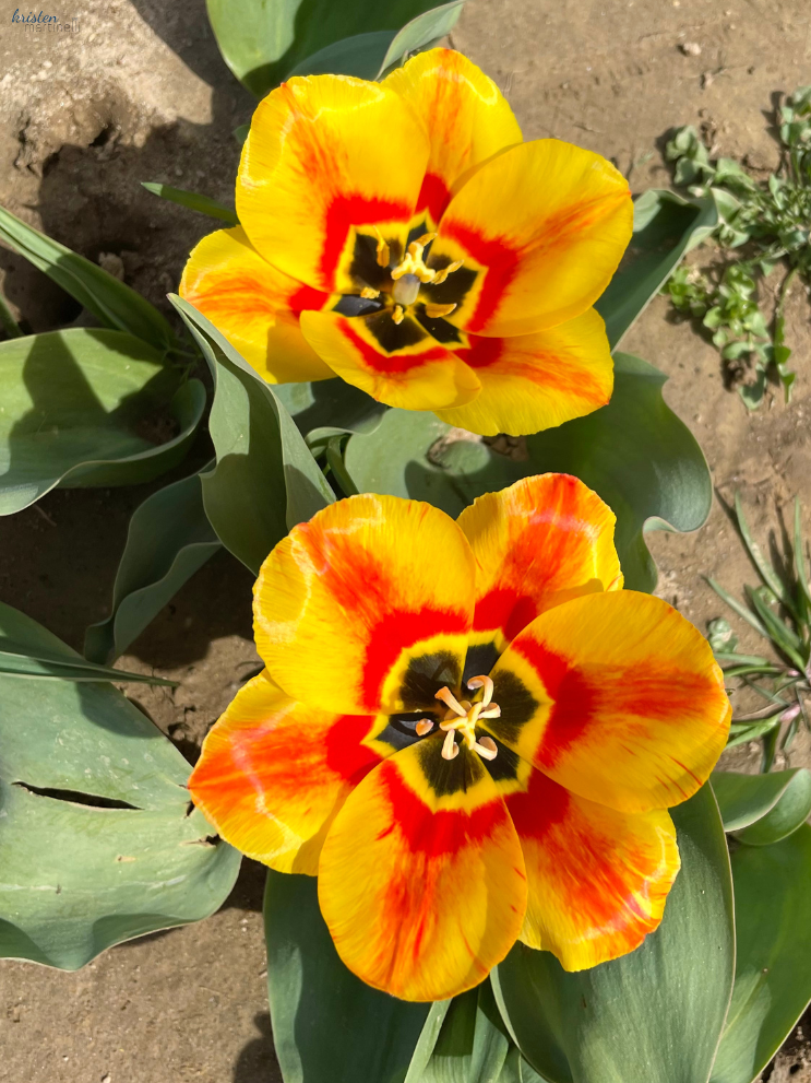 April Recap_Yellow Striped Tulips_ K. Martinelli Blog .png
