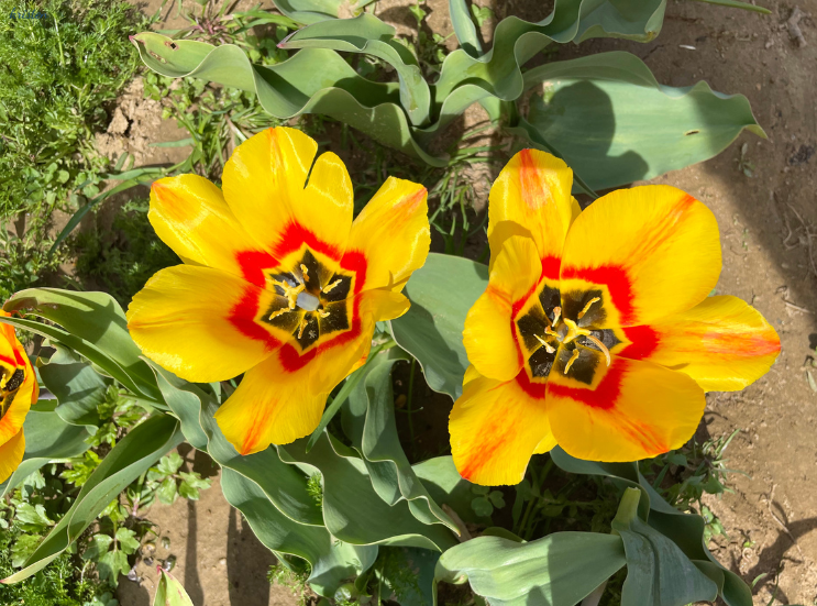 April Recap_Yellow Striped Tulips _K. Martinelli Blog  (3).png