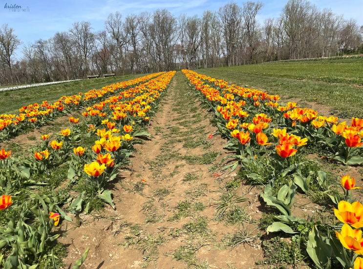 April Recap_Yellow Striped Tulips _K. Martinelli Blog  (1).png