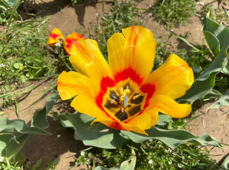April Recap_Yellow Striped Tulips _K. Martinelli Blog  (4).png
