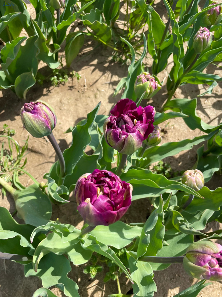 April Recap_Peony Tulips_ K. Martinelli Blog  (1).png