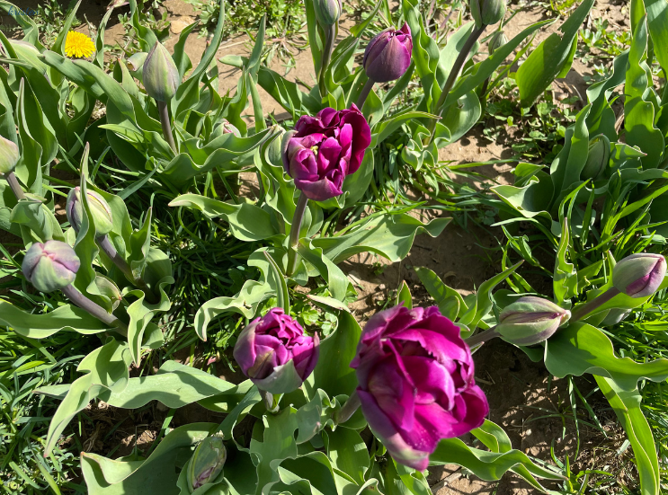 April Recap_Peony Tulips _K. Martinelli Blog .png