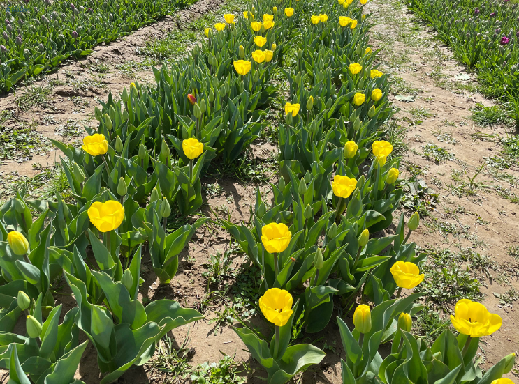 April Recap_Yellow Tulips _K. Martinelli Blog .png