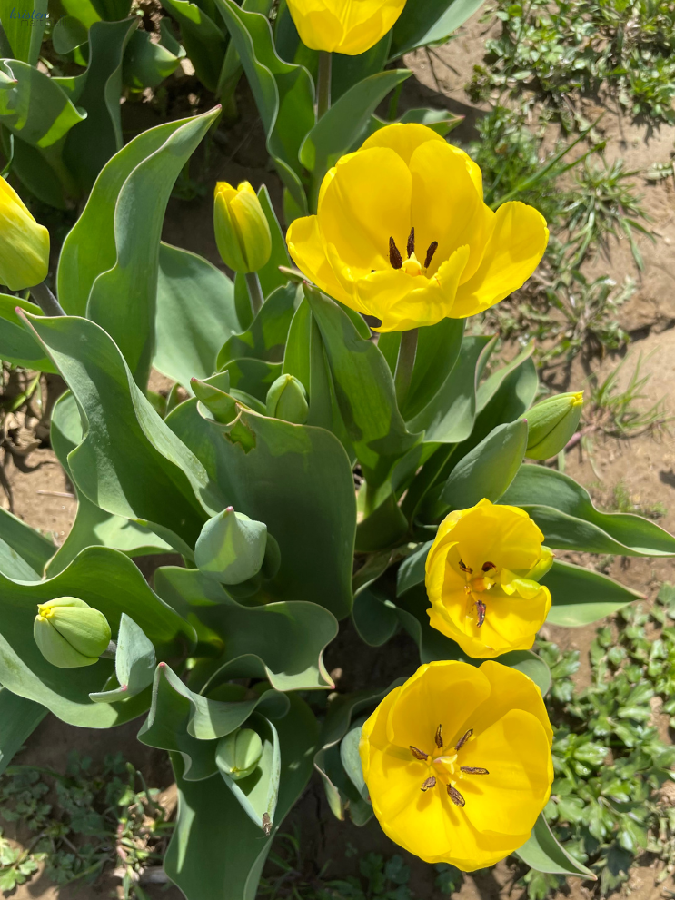 April Recap_Yellow Tulips_ K. Martinelli Blog  (1).png
