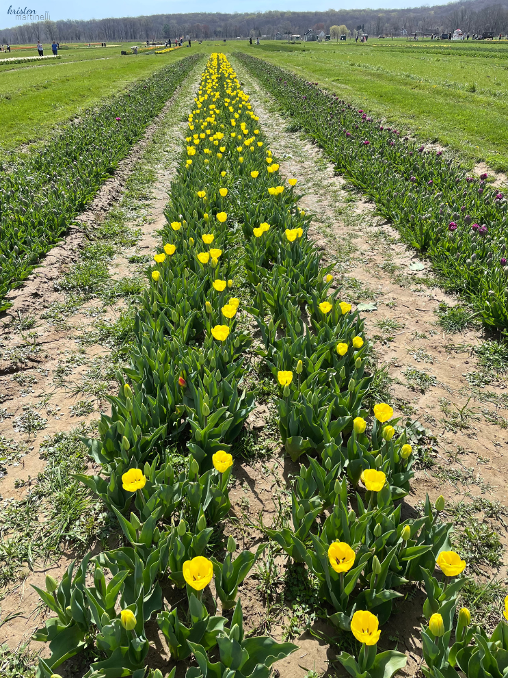 April Recap_Yellow Tulips_ K. Martinelli Blog .png