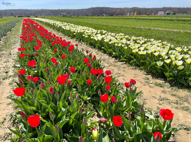 April Recap_Red and White Tulips _K. Martinelli Blog .png