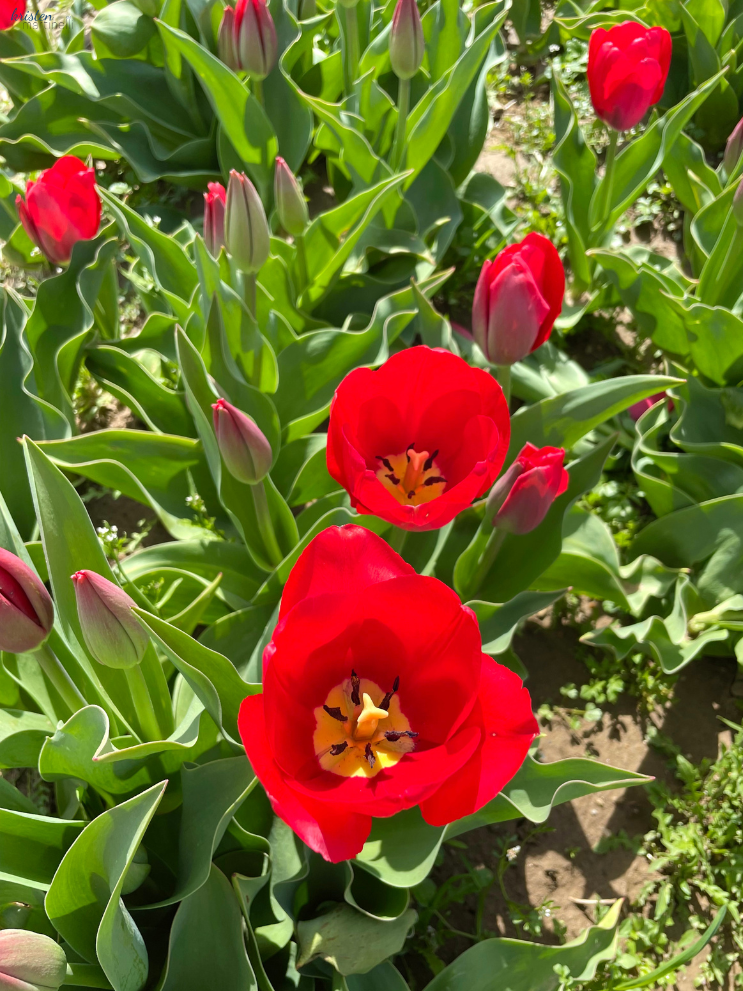 April Recap_Red and White Tulips_ K. Martinelli Blog .png