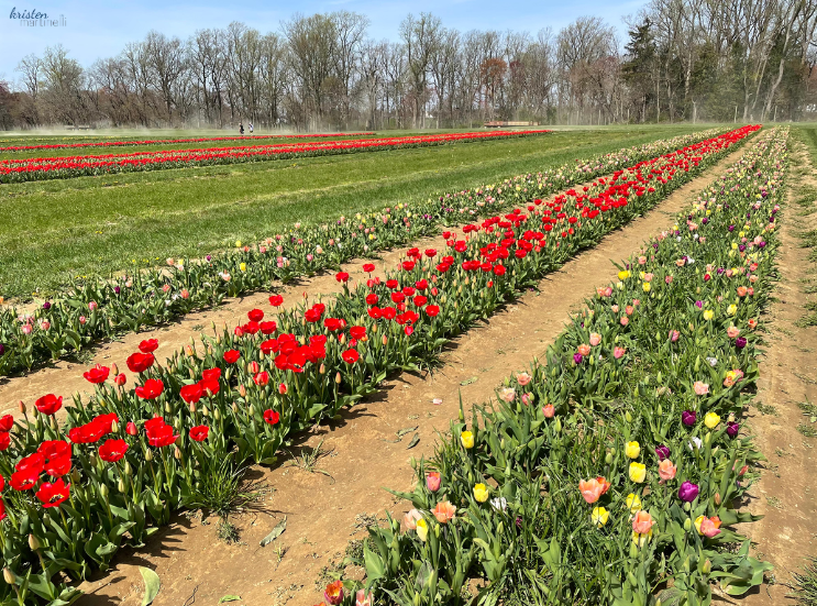 April Recap_Holland Ridge Farm Fields _K. Martinelli Blog  (1).png