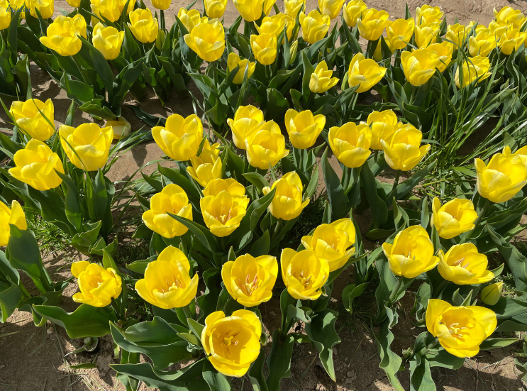 April Recap_Yellow Tulips _K. Martinelli Blog .png