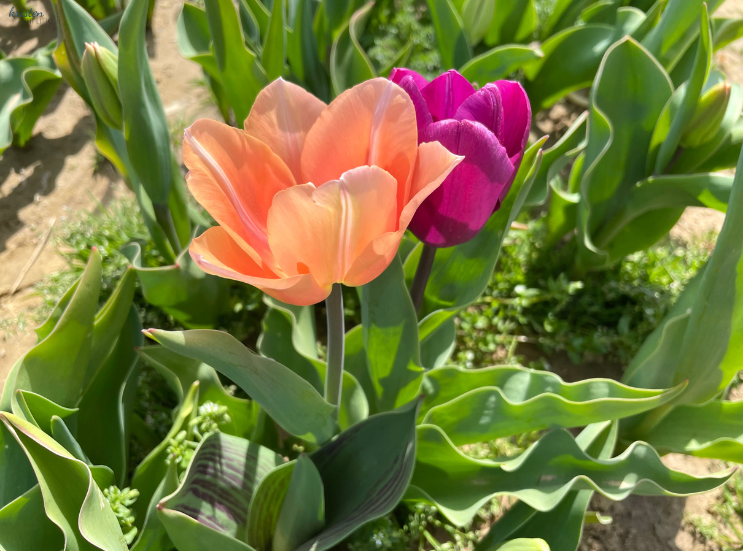 April Recap_Orange Tulips _K. Martinelli Blog .png
