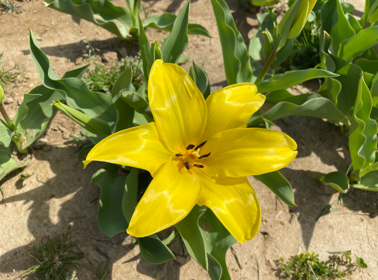 April Recap_Yellow Lily _K. Martinelli Blog  (1).png