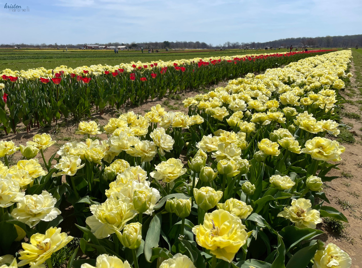 April Recap_Yellow Peony Tulips _K. Martinelli Blog  (1).png