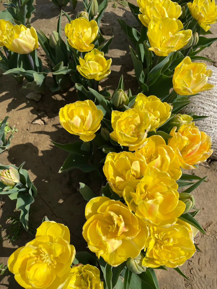 April Recap_Yellow Peony Tulips_ K. Martinelli Blog .png