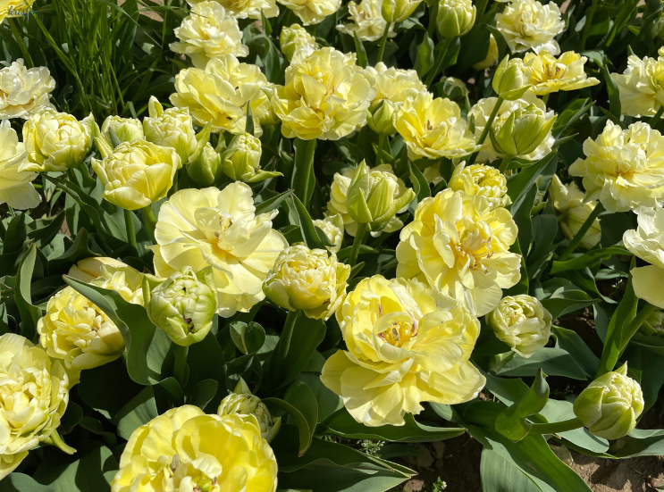 April Recap_Yellow Peony Tulips _K. Martinelli Blog .png