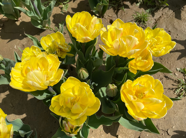 April Recap_Yellow Peony Tulips _K. Martinelli Blog  (2).png